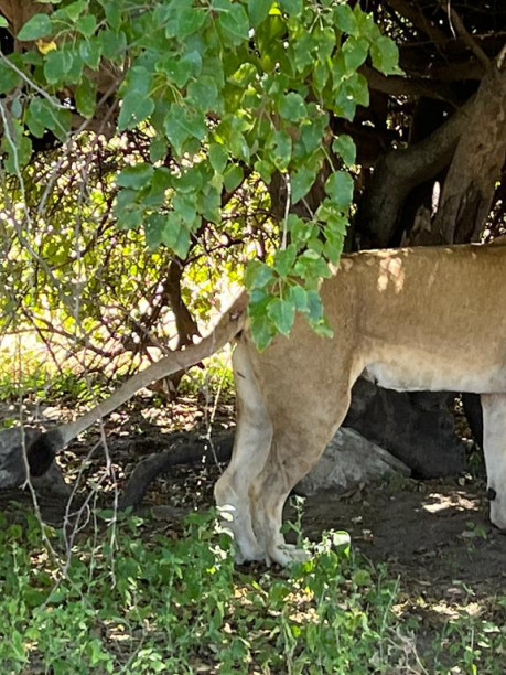 South Africa Tour - 11 days